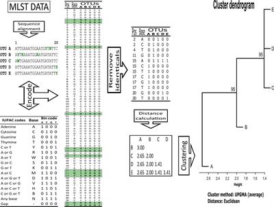 Robust, Comprehensive Molecular, and Phenotypical Characterisation of Atypical Candida albicans Clinical Isolates From Bogotá, Colombia